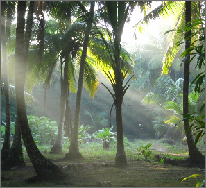 tropical forest
